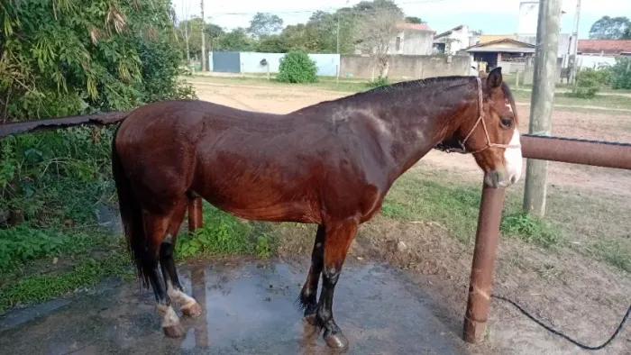 Vendo cavalo castrado 8 anos crioulo sem documento