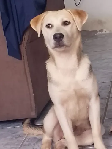 Husky siberiano