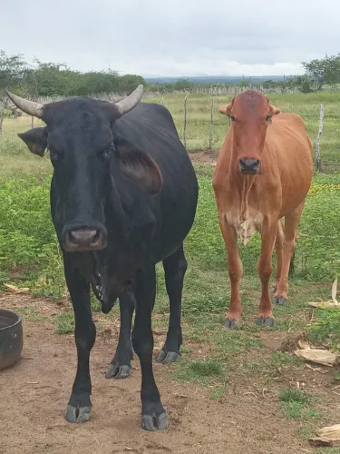 2 vacas gordas