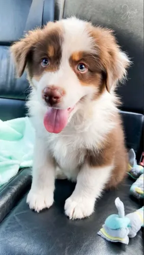 Border Collie - Um Toque De Felicidade