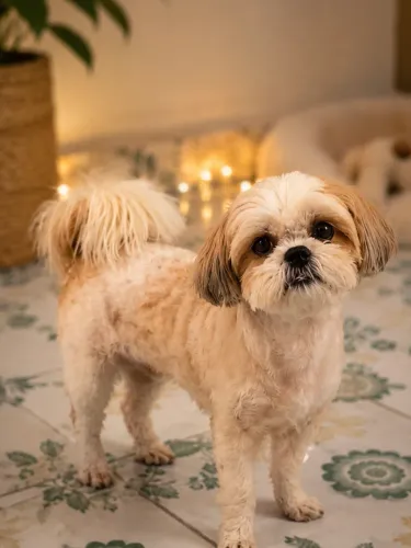 SHIH TZU FÊMEA