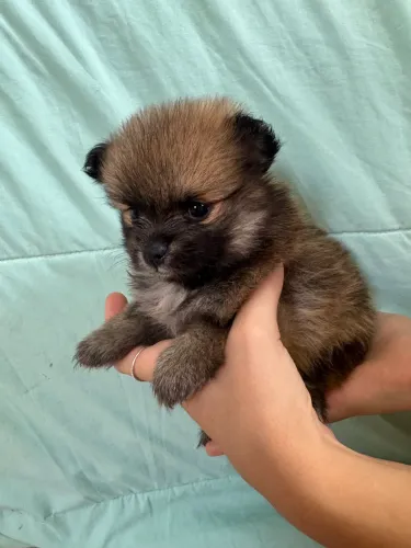 Filhote Fêmea de Spitz Alemão