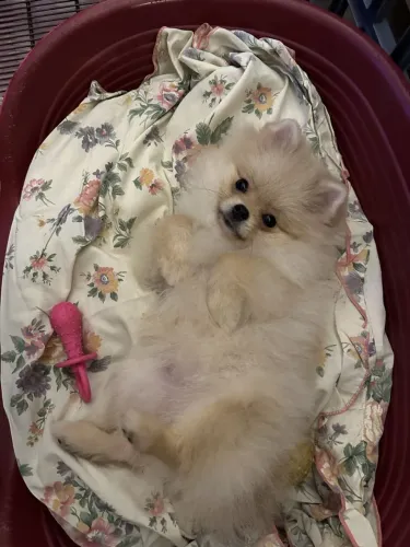 Lulu da Pomerânia charmoso 