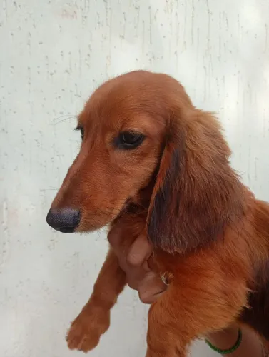 Dachshund teckel de pelo longo
