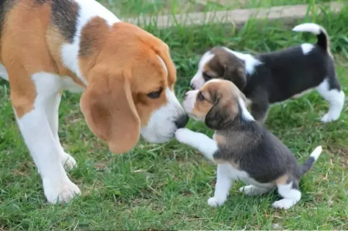 Beagle Padrão Miniatura, Padrão de excelência! Promoção imperdivel, Parcelamos no Cartão