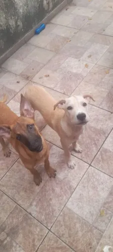 Doando Cachorro - Raça SRD