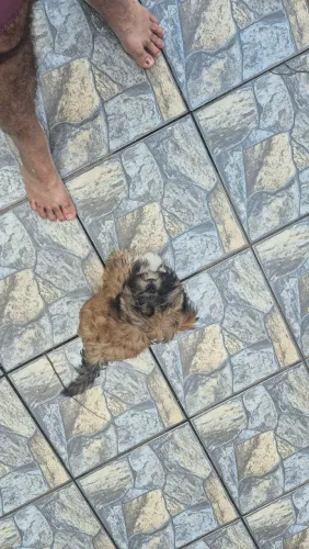 Vendo filhote de shit tzu, macho. Ja tomou vacinado e vermifucado. Com mais de 90 dias e