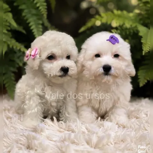 Podles