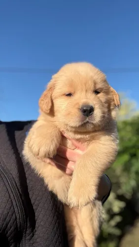 Golden Retriever