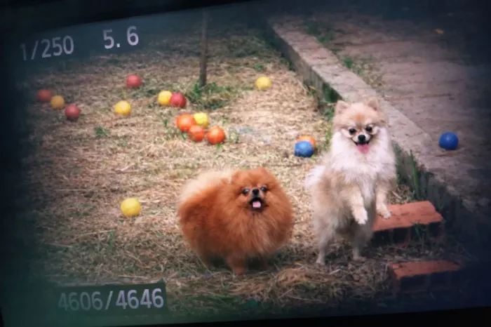 Lulu merle/Spitz alemão 
