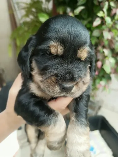 Cocker Spaniel Inglês (última fêmea disponível)Cabo Frio/Regi e RJ (aceito cartão )