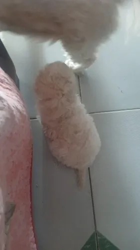 Cachorro