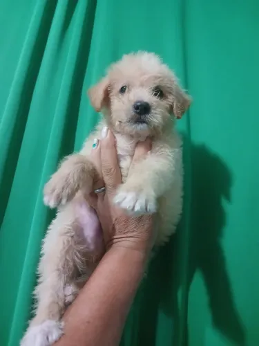 Poodle toy macho original de pai e mae
