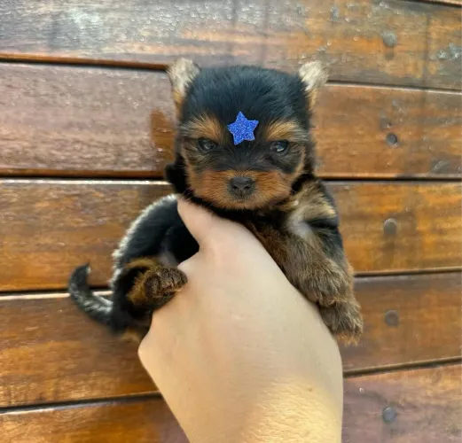 Yorkshire Terrier Macho!! Garanta o seu.