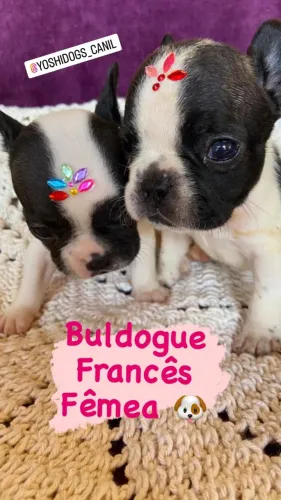 Buldogue Francês femea disponível de pronta entrega