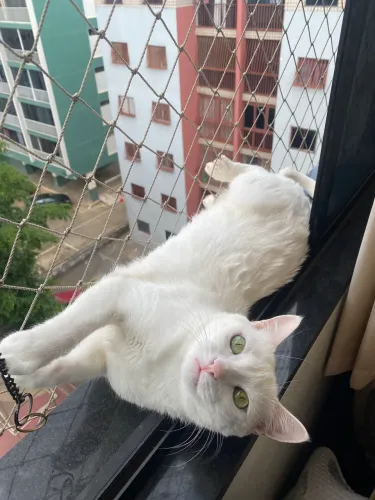 Adoção responsável gata