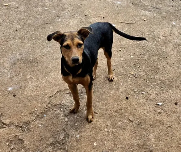 Doação de cadela 5 meses já vermifugada e com.uma injeção