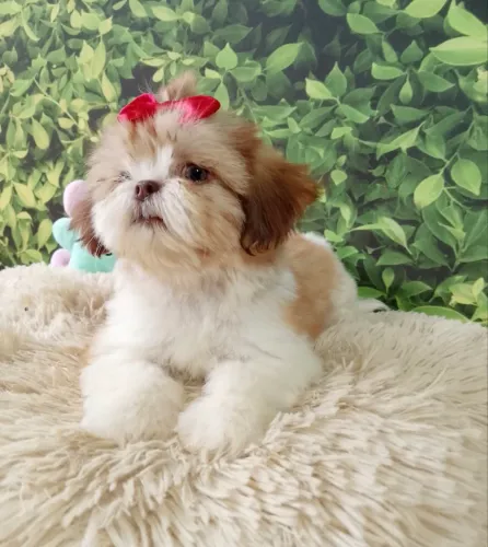 Shihtzu belíssima