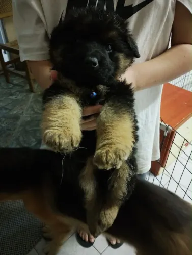 Filhote pastor alemão, Nada como um amigo peludo para te fazer sorrir todos os dias!