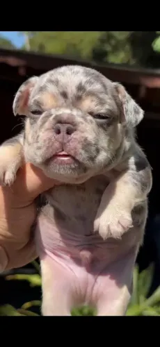 Bulldog frances Lilac Tan Mele
