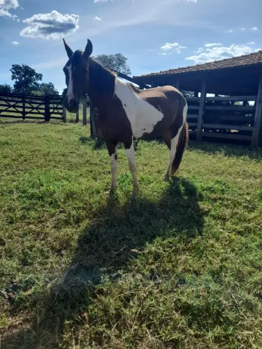 Cavalo a venda