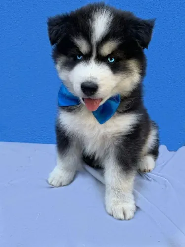 Husky siberiano Um filhote que reúne beleza, porte e excelente temperamento