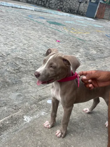 pitbull 