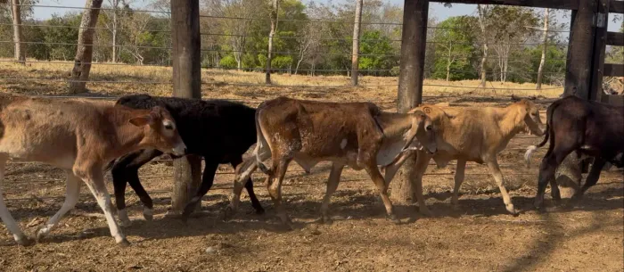 6 Bezerros Anelorados (Pirenópolis)