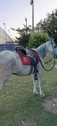 Cavalo p venda ou rolo em iPhone ou algo do meu interesse