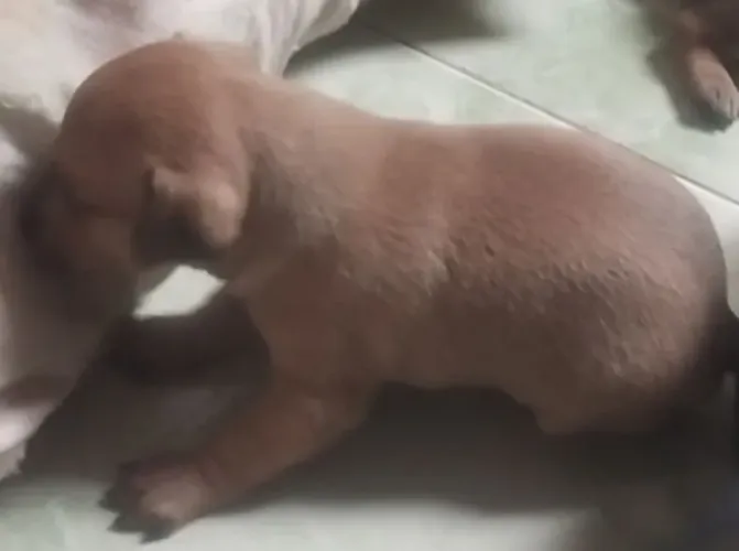 Pinscher