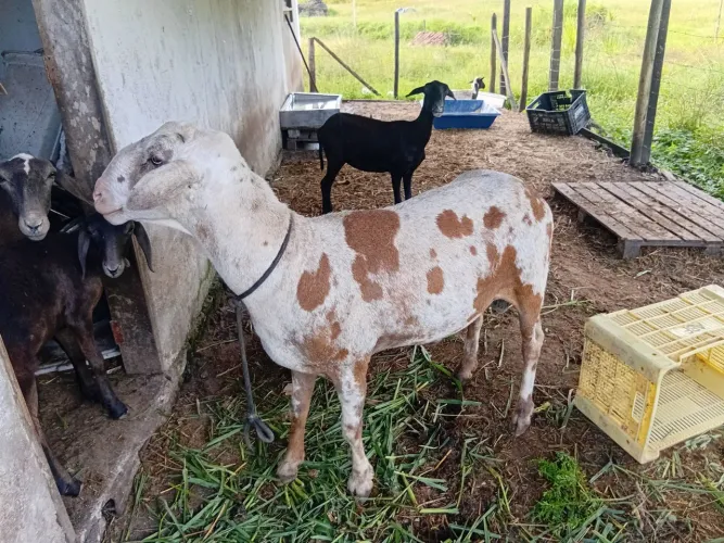 Carneiro e ovelhas