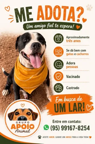Pitbull para adoção 