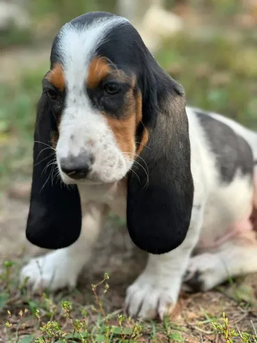 Orelhudos Basset Hound para dia das crianças