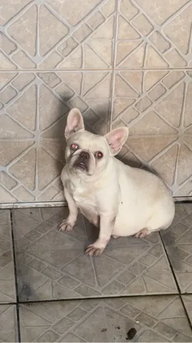 Bulldog francês fêmea act cartão parcelo 12 x