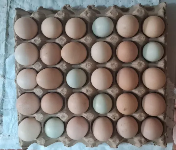 Vendo 0vos caipira galad0s