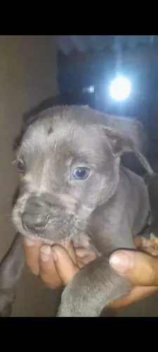 Pitbull