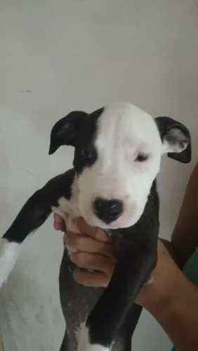 Disponível 3 filhotes de Pit Bull totalmente puros