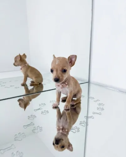 Filhotes de Pinscher Pequenos e Elegantes