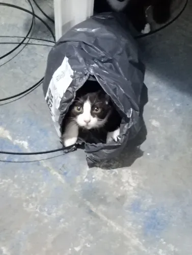 Gatinhas para adoção