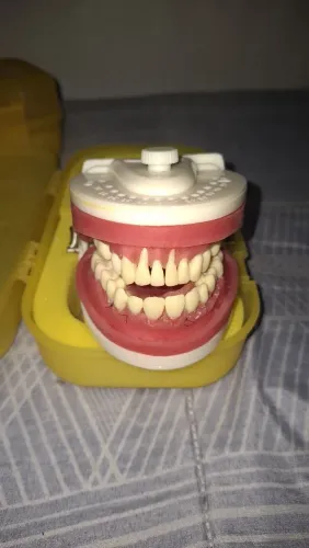 Manequim Periodontia Pronew 
