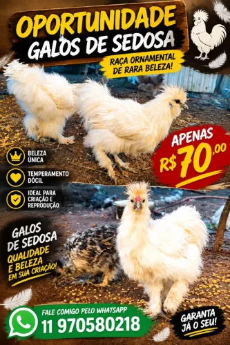 Galo Sedosa do Japão