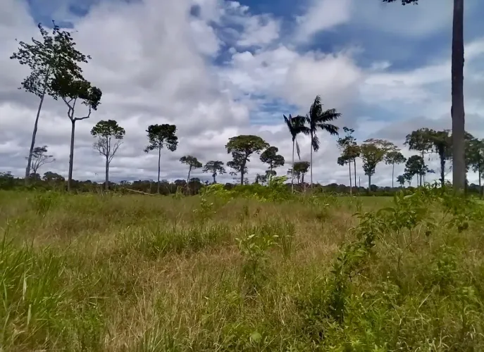 Troco por pedras preciosas Fazenda 1.125 alqueire Silves Am