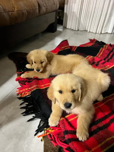 Cachorro Golden Retriever