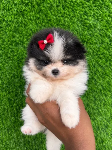 Lulu da pomerania anã