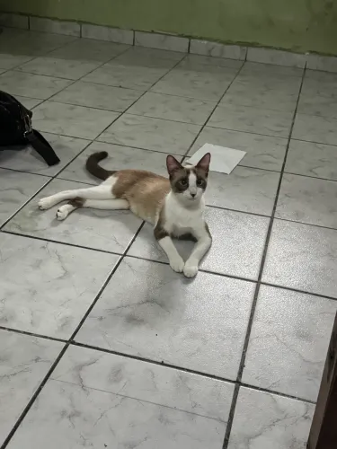 Gata para doação responsável ?