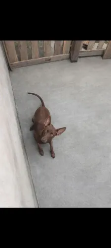 Adoção Cachorro
