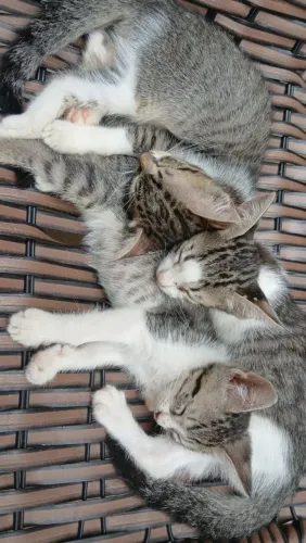 Doa-se gatinhos