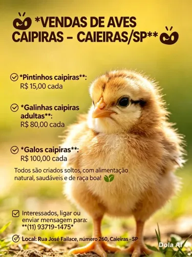 Venda de Galinhas, Galo e pintinhos Caipira.