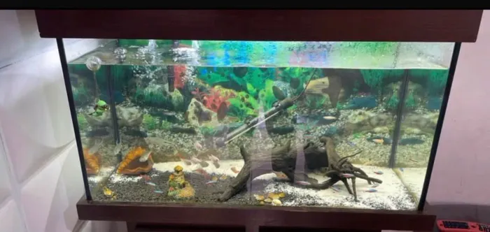 Aquário completo 100 litros