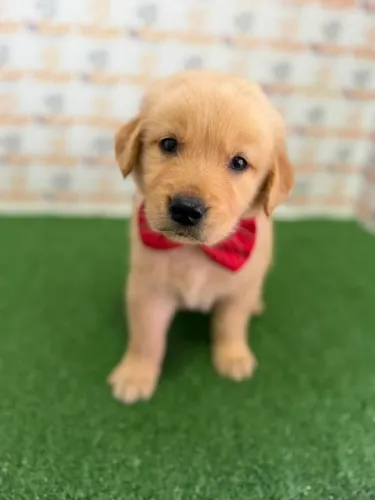 Golden Retriever Macho